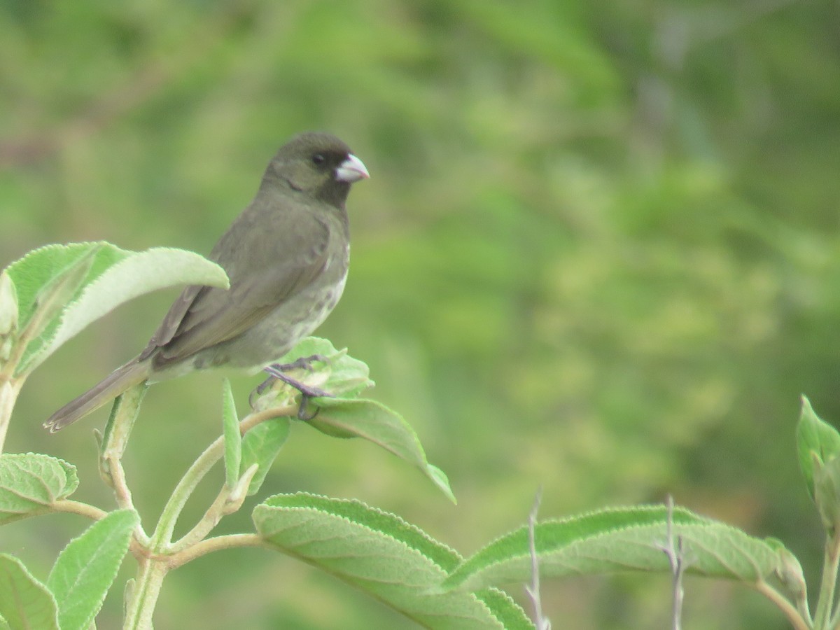 Yellow-bellied Seedeater - Manuel Roncal https://avesdecajamarca.blogspot.com