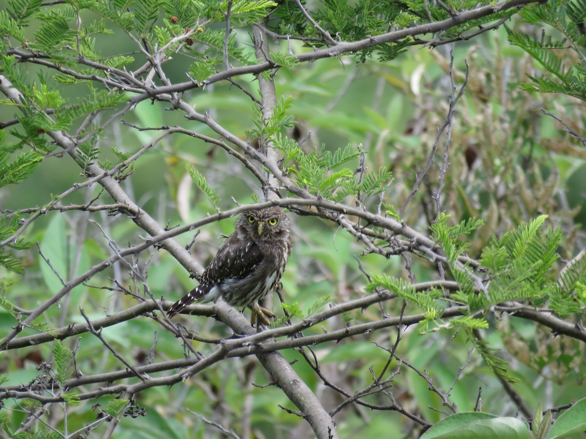 Peruvian Pygmy-Owl - ML88150341