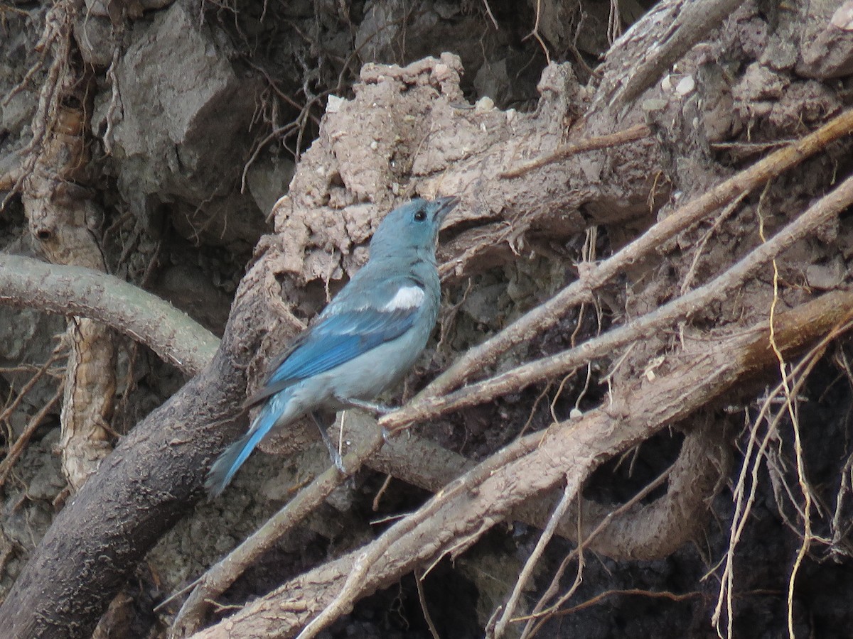 Blue-gray Tanager - ML88150391