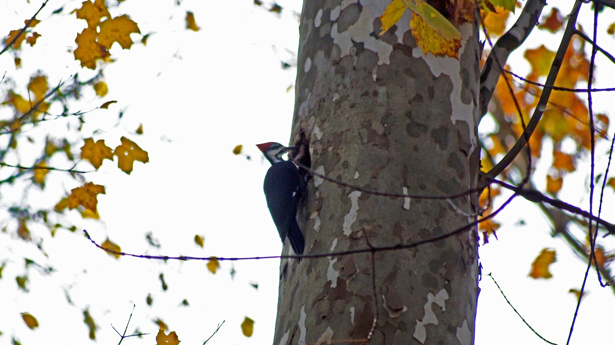 Pileated Woodpecker - Omkar Jayant Saraf