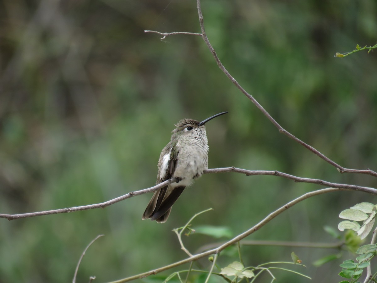 Spot-throated Hummingbird - Manuel Roncal Inca Finch