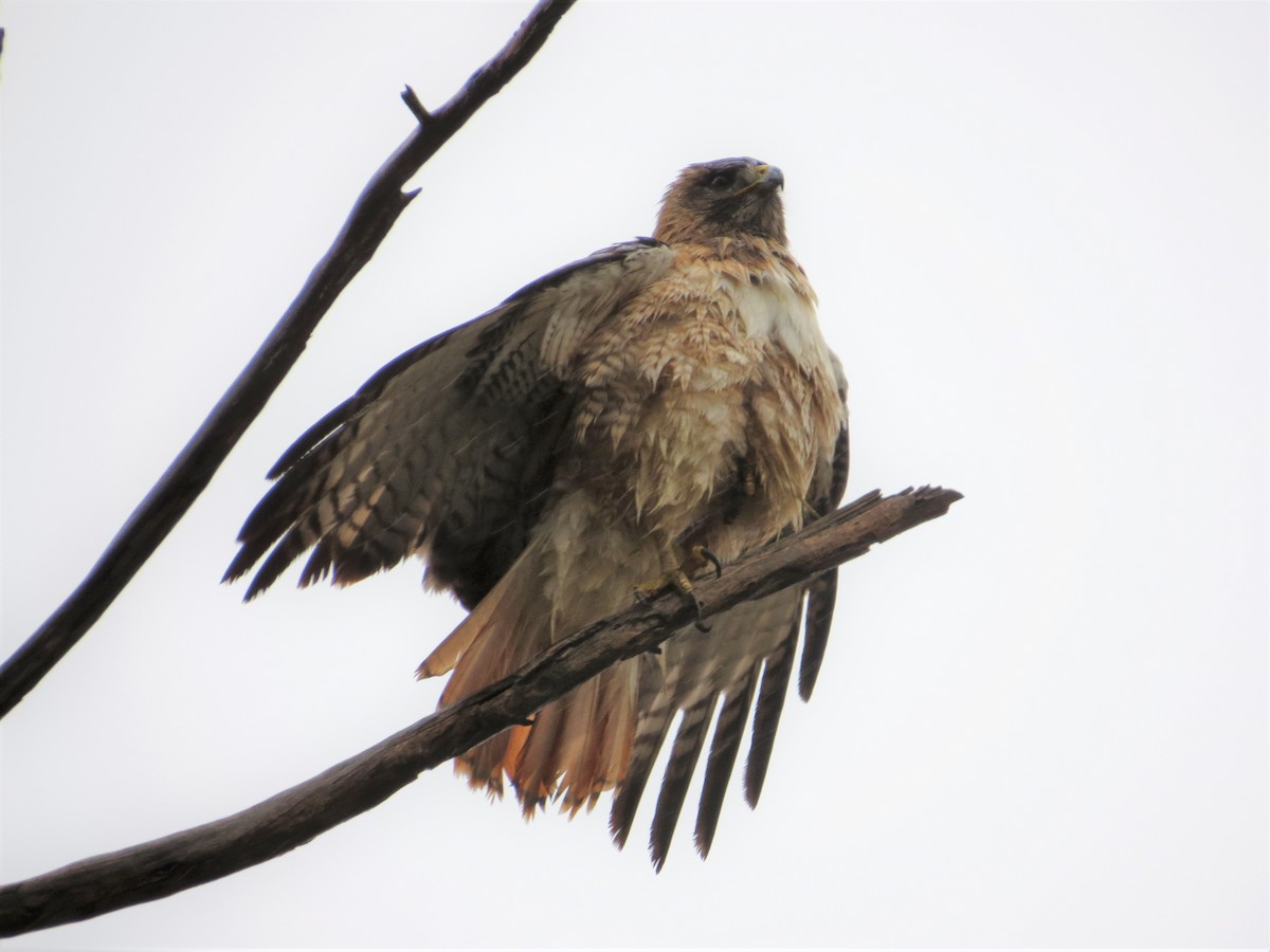 Red-tailed Hawk (calurus/alascensis) - ML88150851