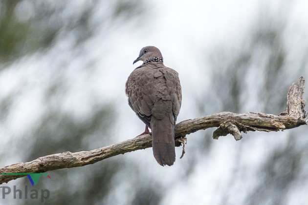 Spotted Dove - ML88151891