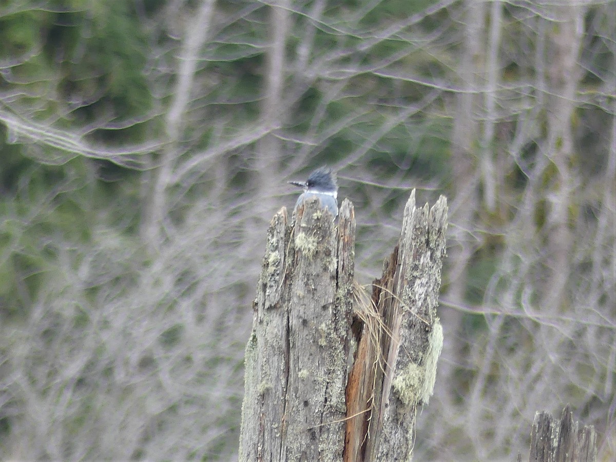 Belted Kingfisher - ML88152121