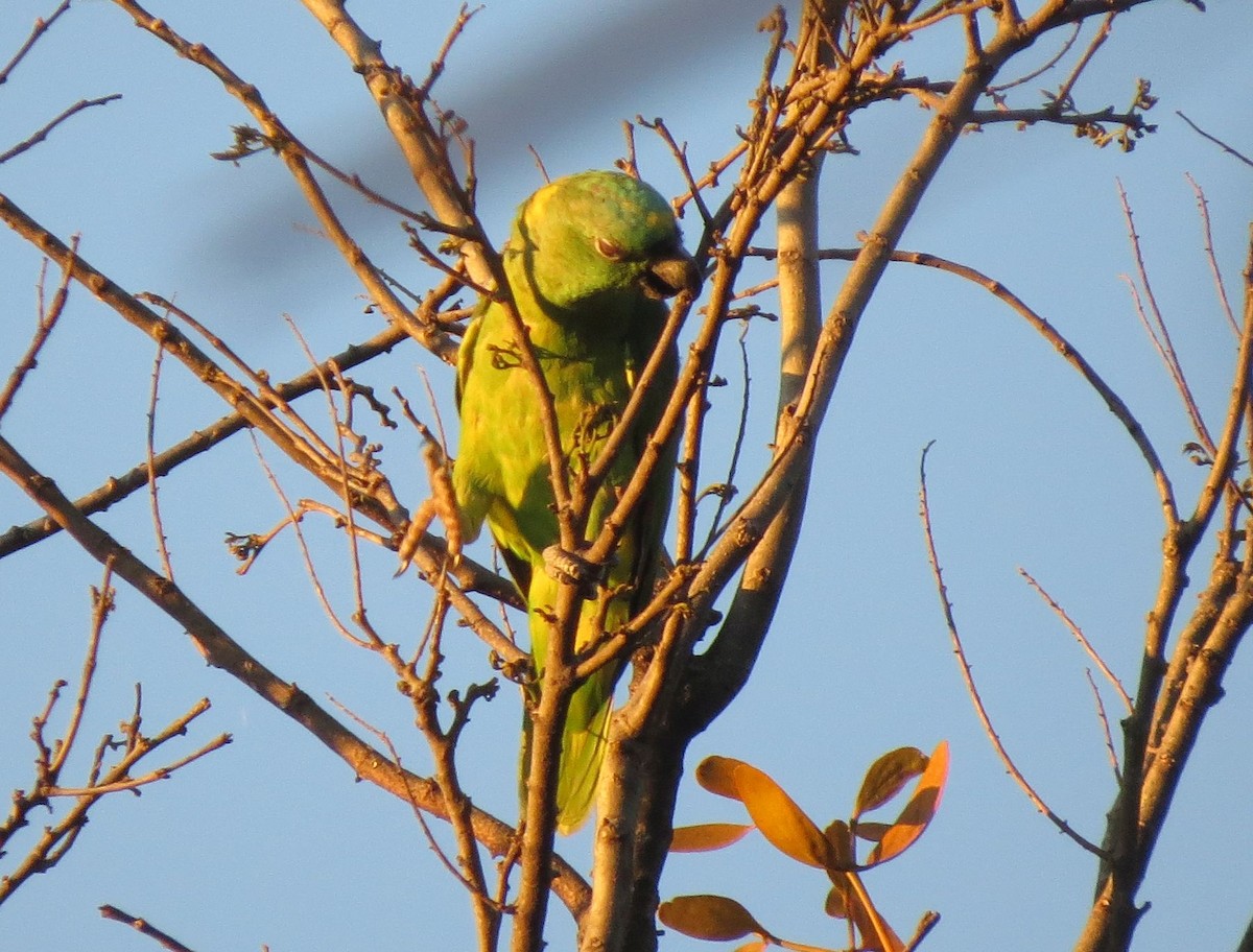 Yellow-naped Parrot - Karen Halliday
