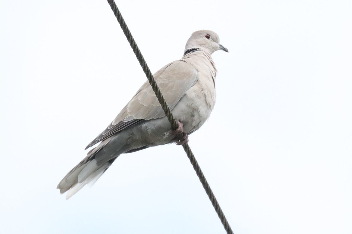 Eurasian Collared-Dove - Warren Cronan