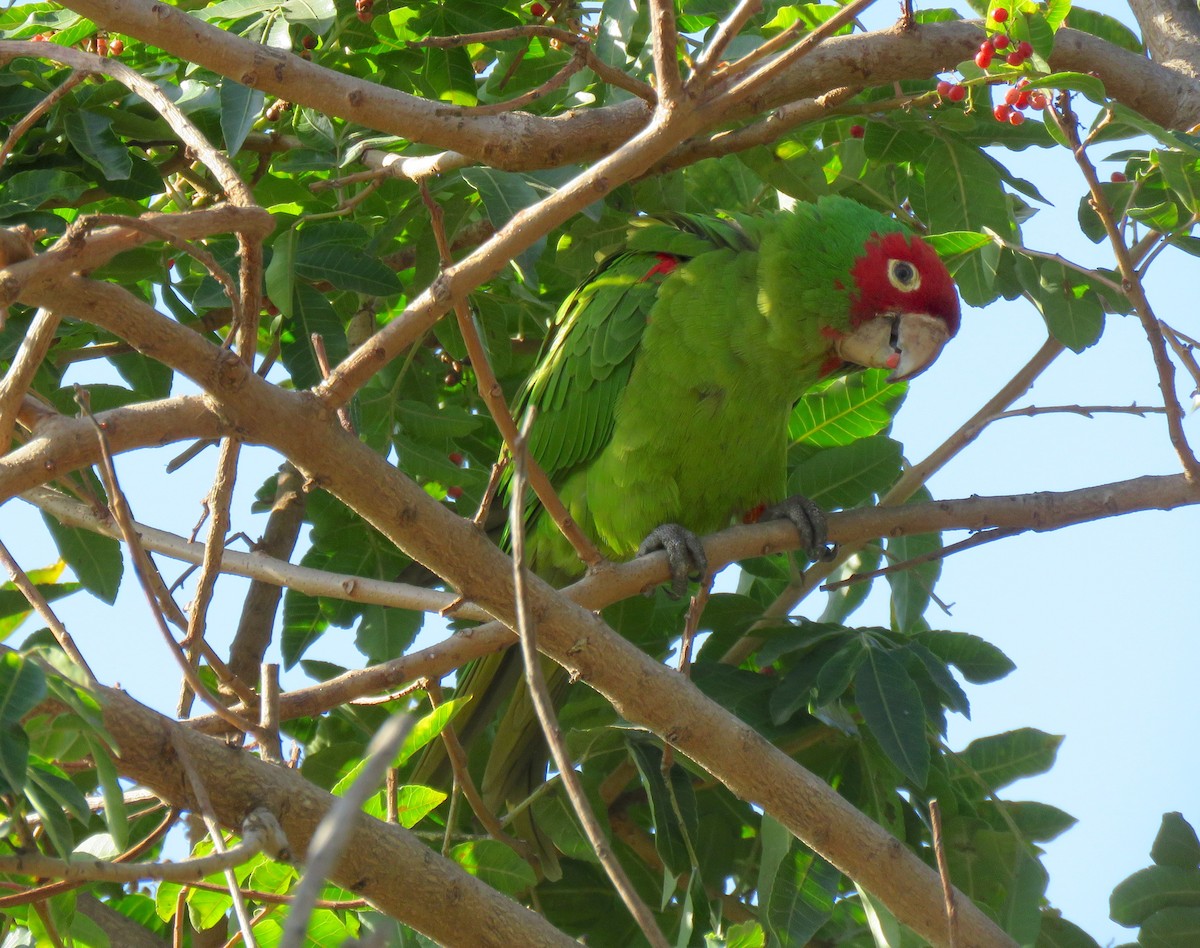 Red-masked Parakeet - Thomas Hinnebusch