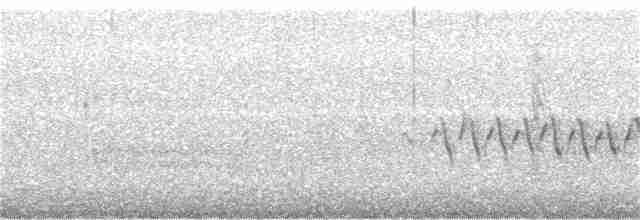 Юнко сірий (підвид cismontanus) - ML88156221