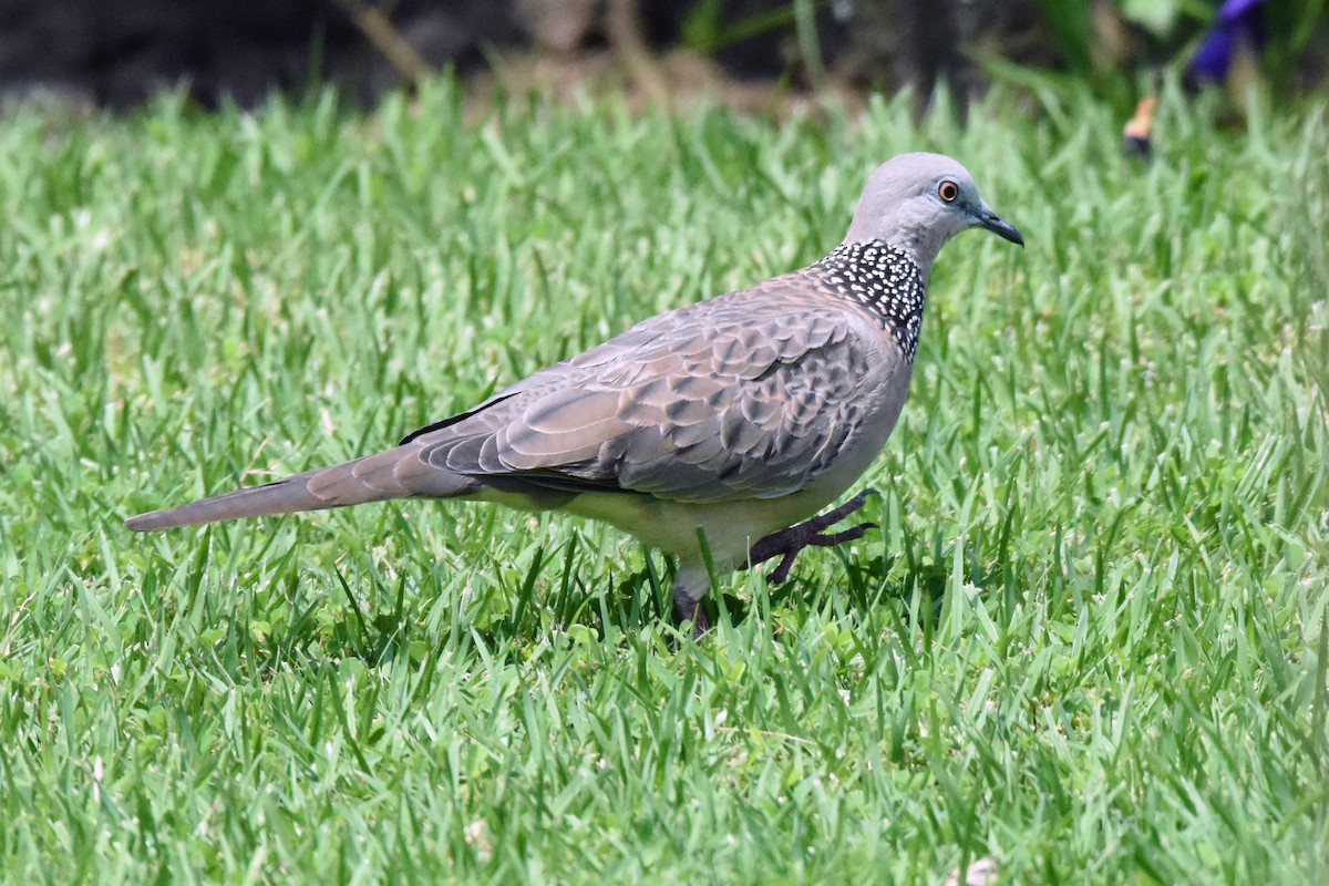 Spotted Dove - ML88156621