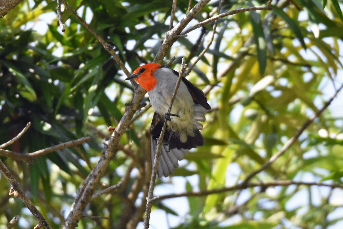 Scarlet-headed Flowerpecker - ML88156701