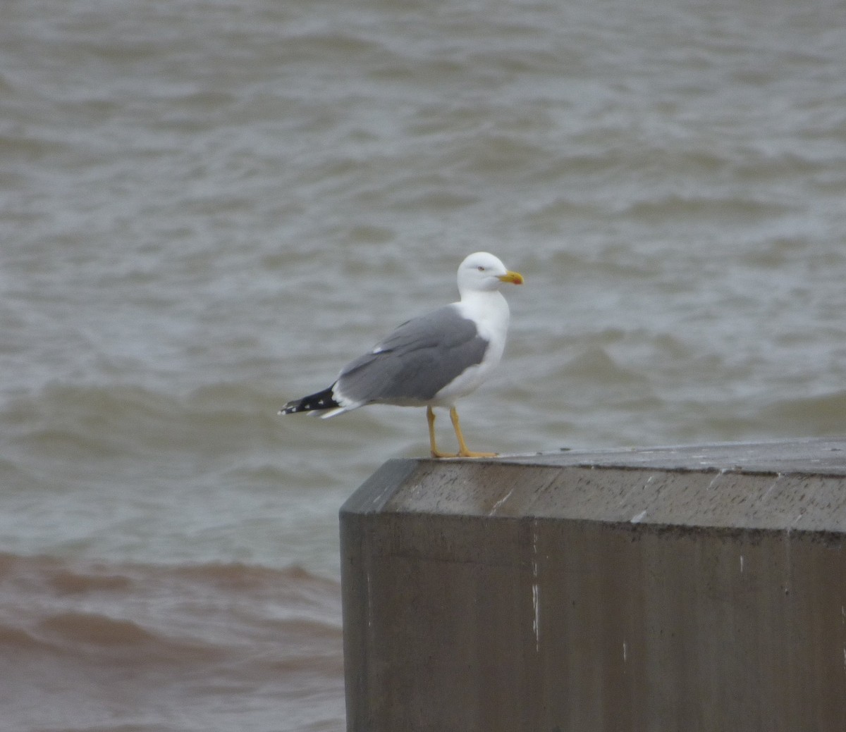 Yellow-legged Gull (atlantis) - ML88159951