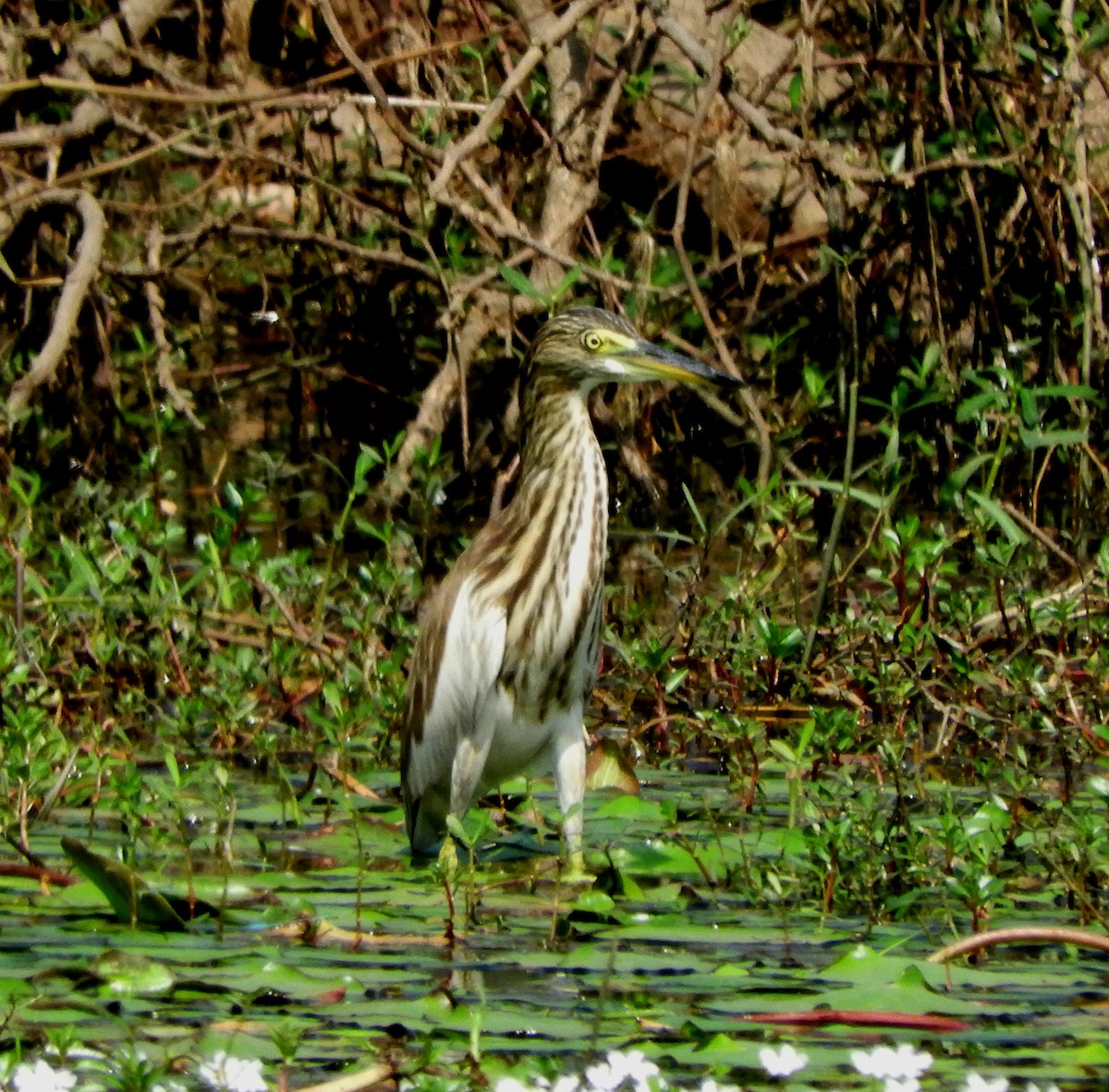 Indian Pond-Heron - Debayan Gayen