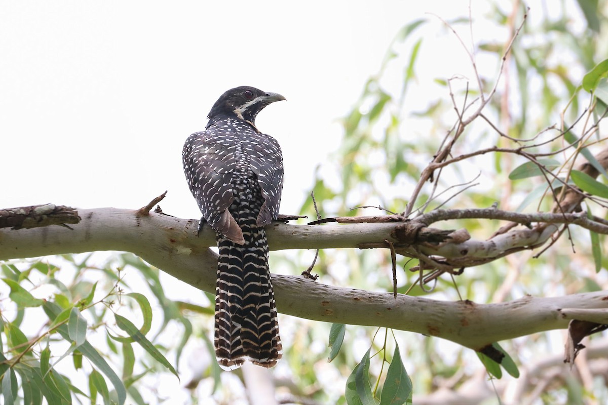 Pacific Koel - Ged Tranter