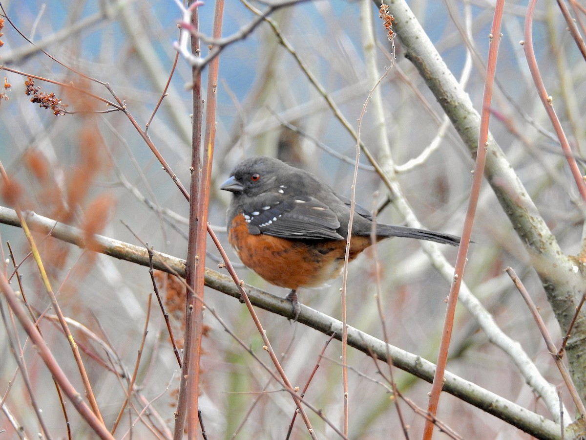 Spotted Towhee - ML88163821