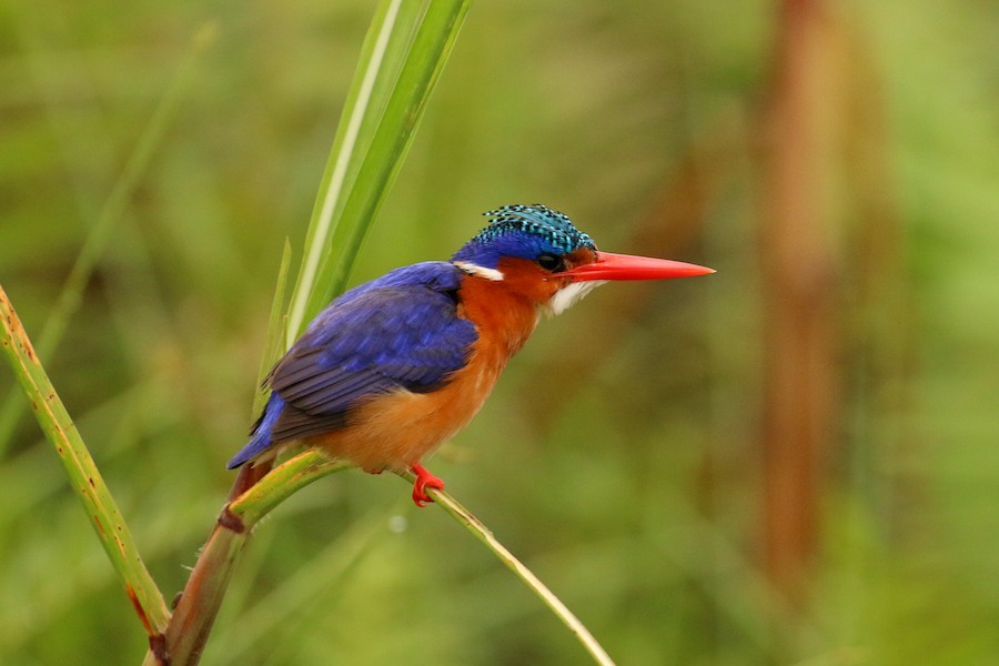 Malachietijsvogel (cristatus groep) - eBird