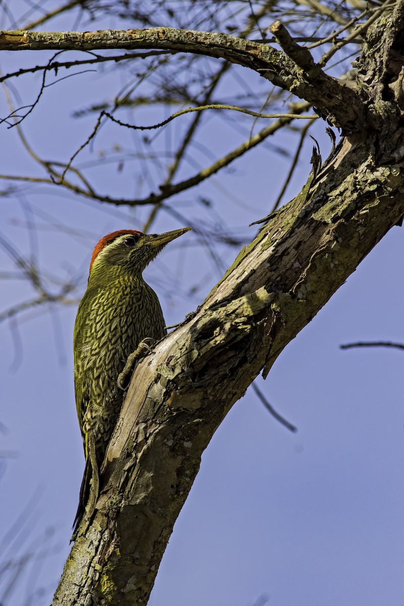 Streak-throated Woodpecker - ML88171661