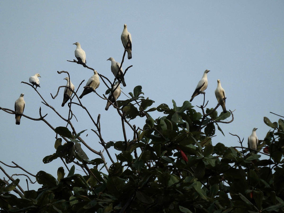 Pied Imperial-Pigeon - Kian Guan Tay