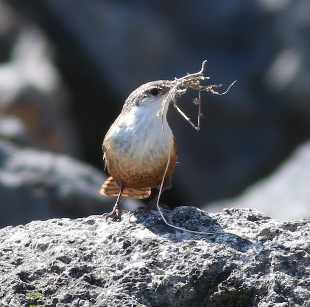 Adult collecting nest material. - Canyon Wren - 