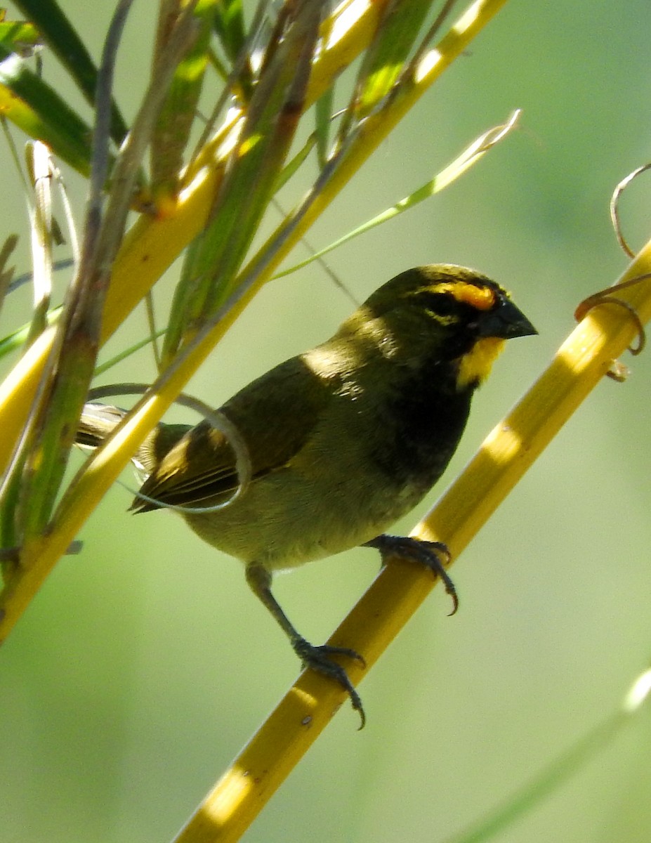 Yellow-faced Grassquit - Eric Haskell