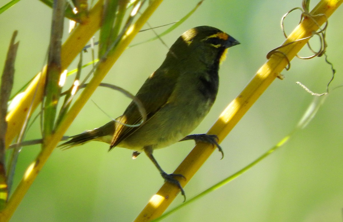 Yellow-faced Grassquit - Eric Haskell