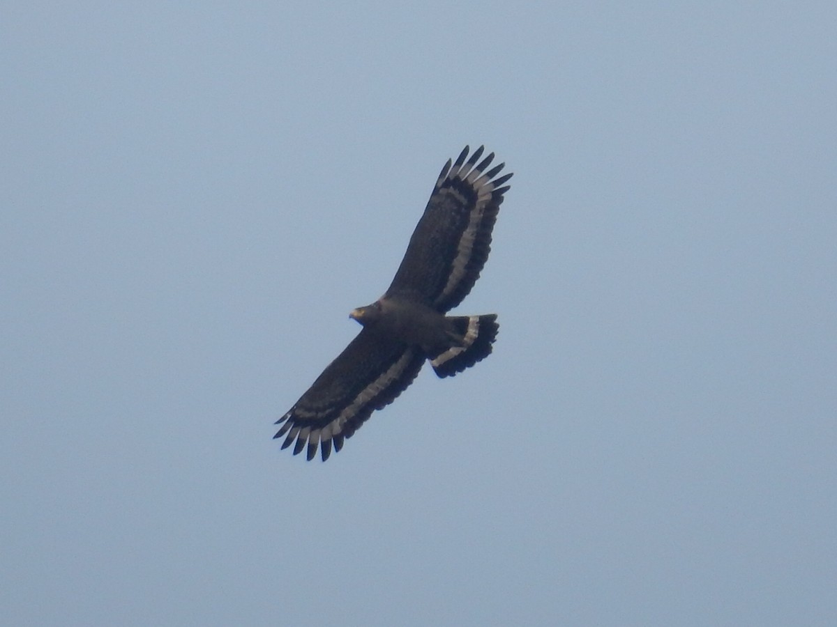 Crested Serpent-Eagle - ML88173961