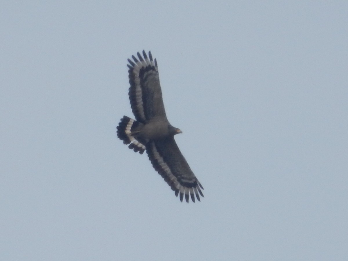 Crested Serpent-Eagle - ML88173971