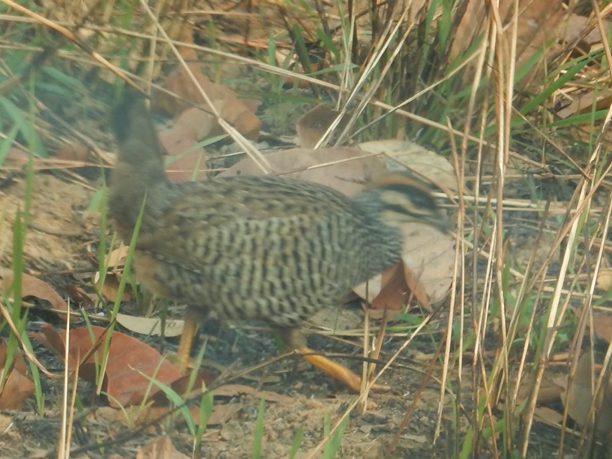 Chinese Francolin - ML88174871