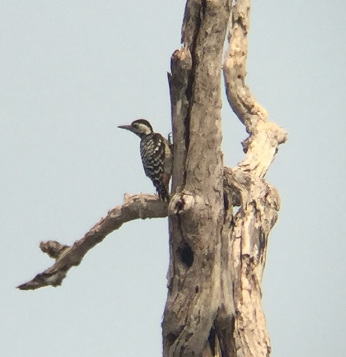 Freckle-breasted Woodpecker - ML88175001
