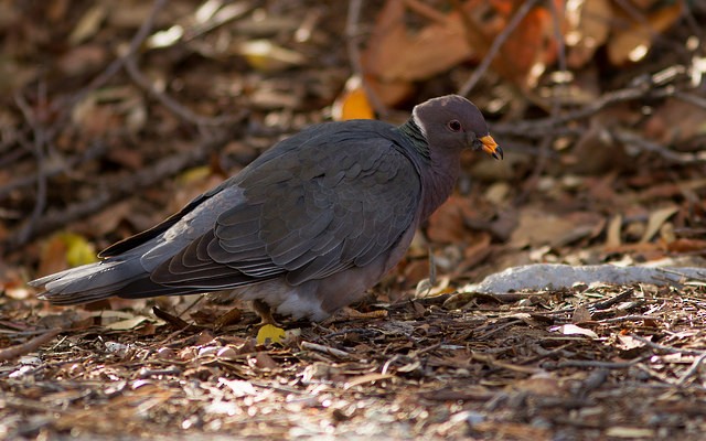 Band-tailed Pigeon - Neil Paprocki