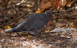 Band-tailed Pigeon, ML88175071