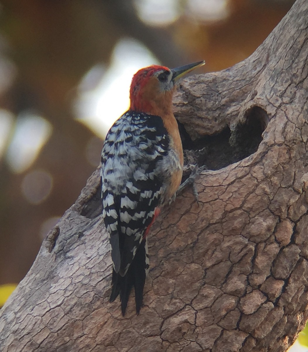 Rufous-bellied Woodpecker - ML88175201