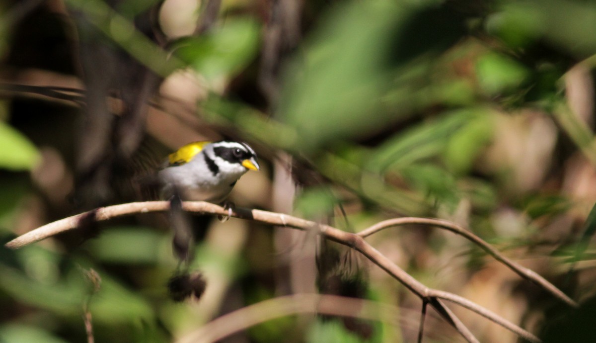 Pectoral Sparrow (Yellow-mandibled) - Jay McGowan