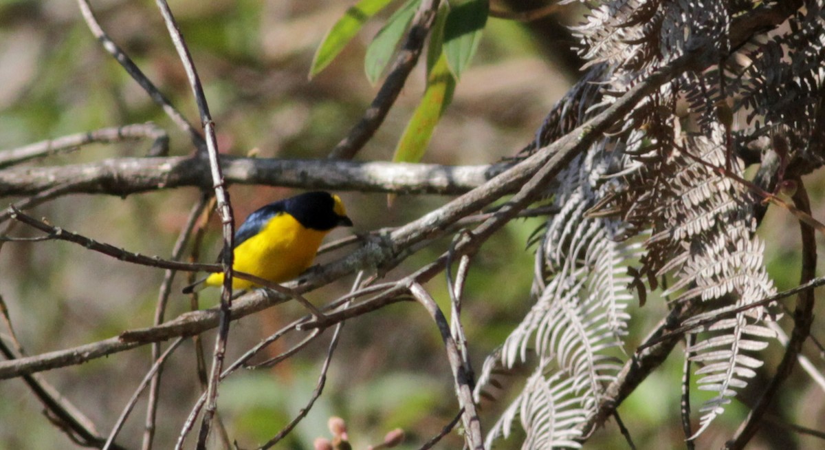 Thick-billed Euphonia (Black-tailed) - Jay McGowan