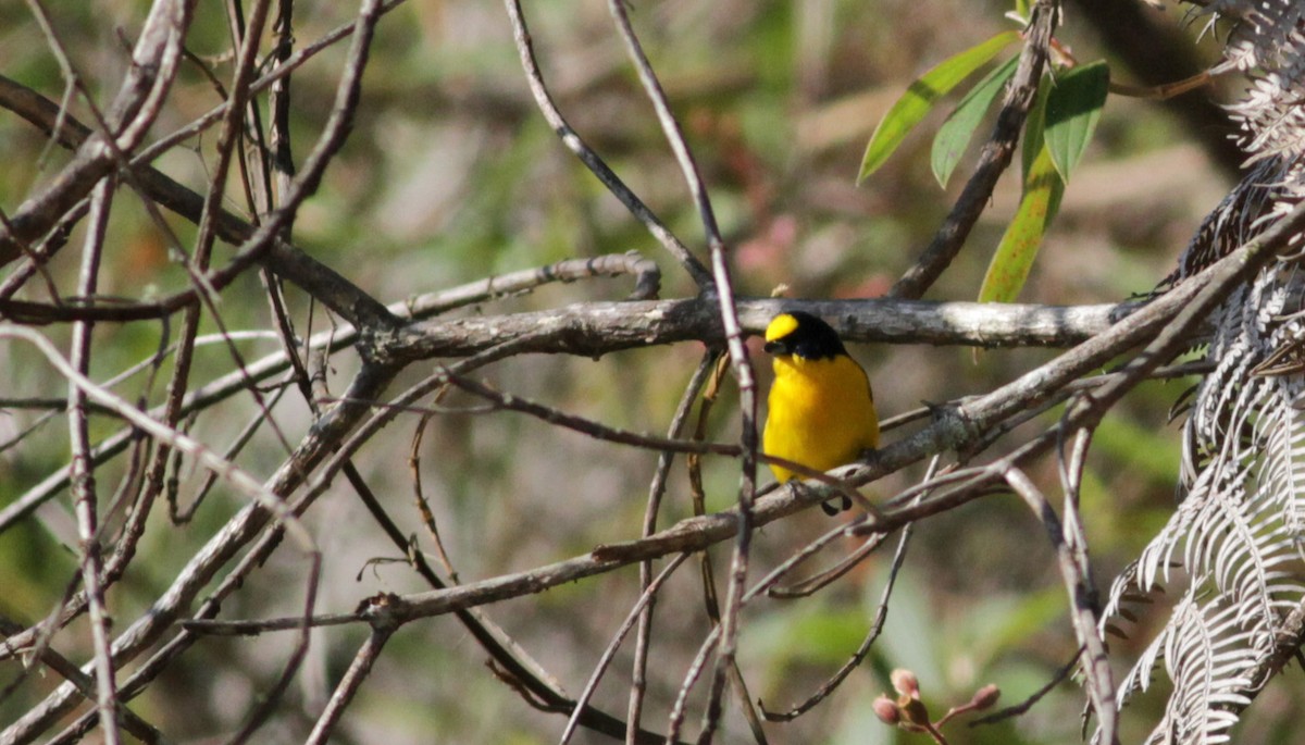 Thick-billed Euphonia (Black-tailed) - Jay McGowan