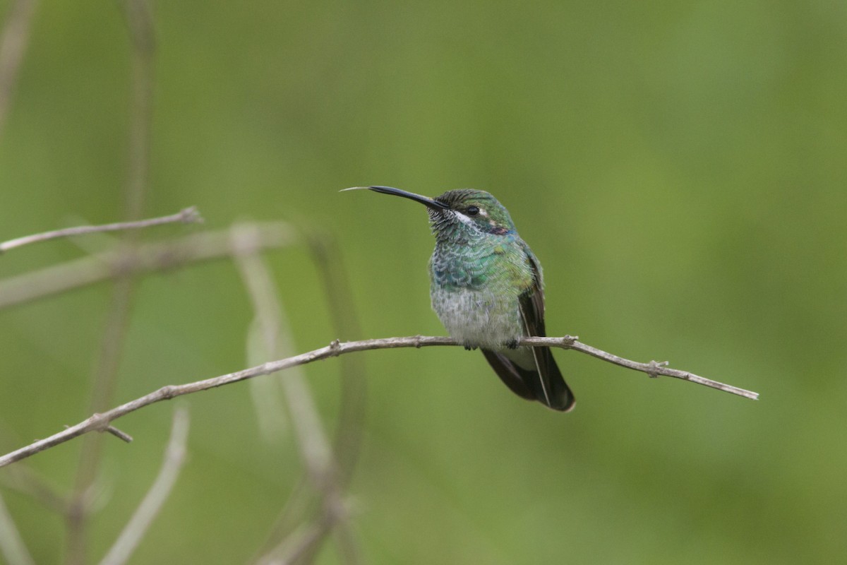 kolibřík ametystouchý - ML88182291