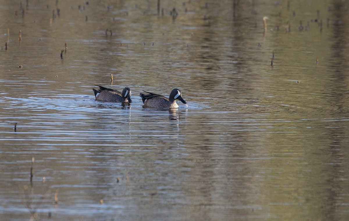 Blue-winged Teal - ML88184861