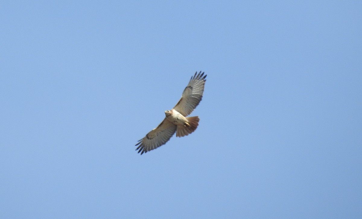Red-tailed Hawk (borealis) - ML88188651