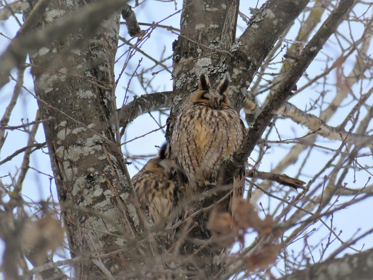 Long-eared Owl - Örjan Sjögren
