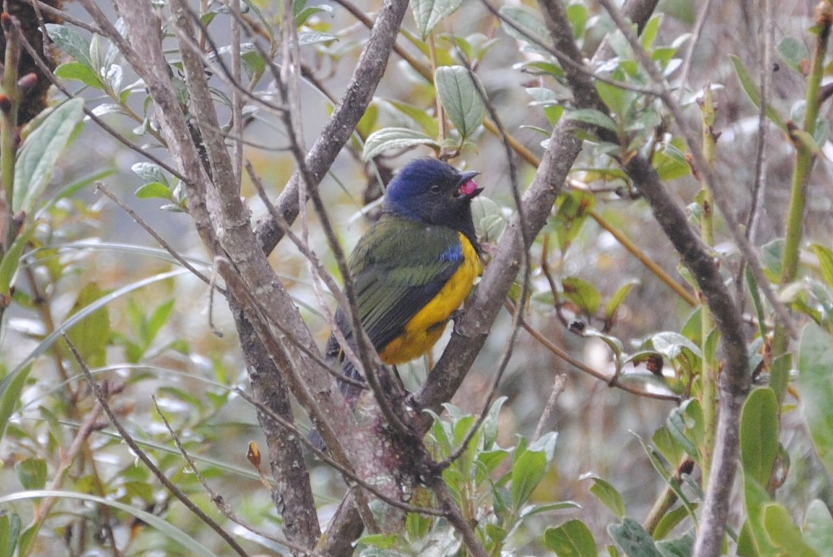 Black-chested Mountain Tanager - David Weaver