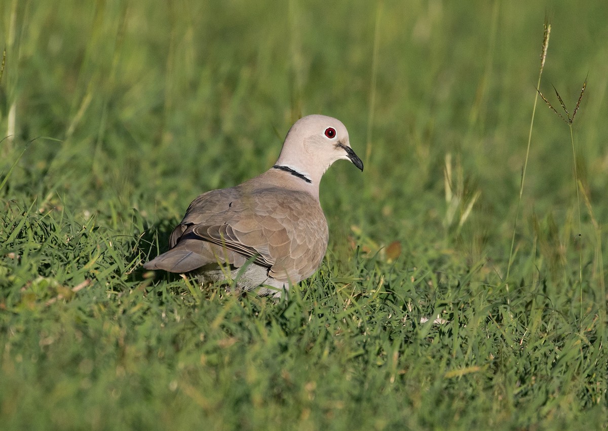 Eurasian Collared-Dove - Suzanne Labbé