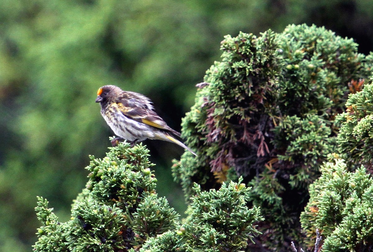 Fire-fronted Serin - ML88196281