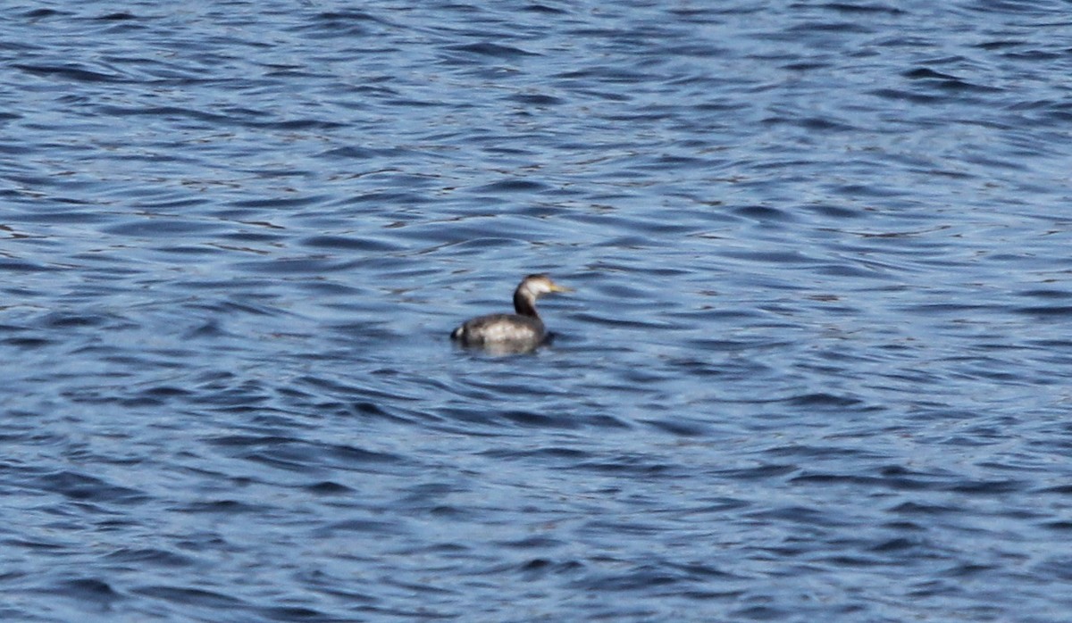 Red-necked Grebe - Dylan Pedro