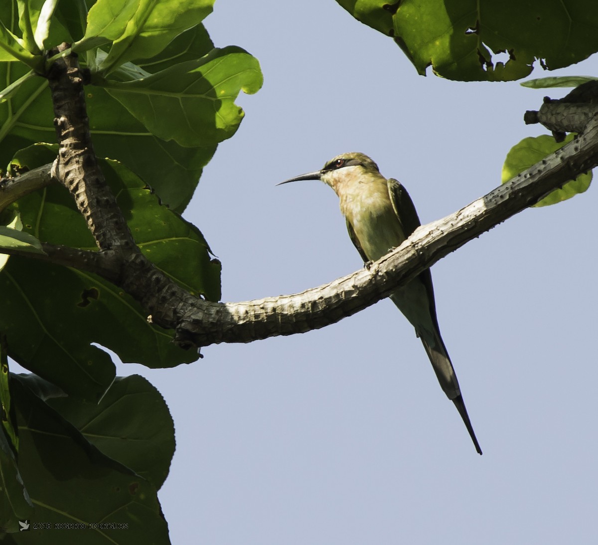 Blue-tailed Bee-eater - ML88204891