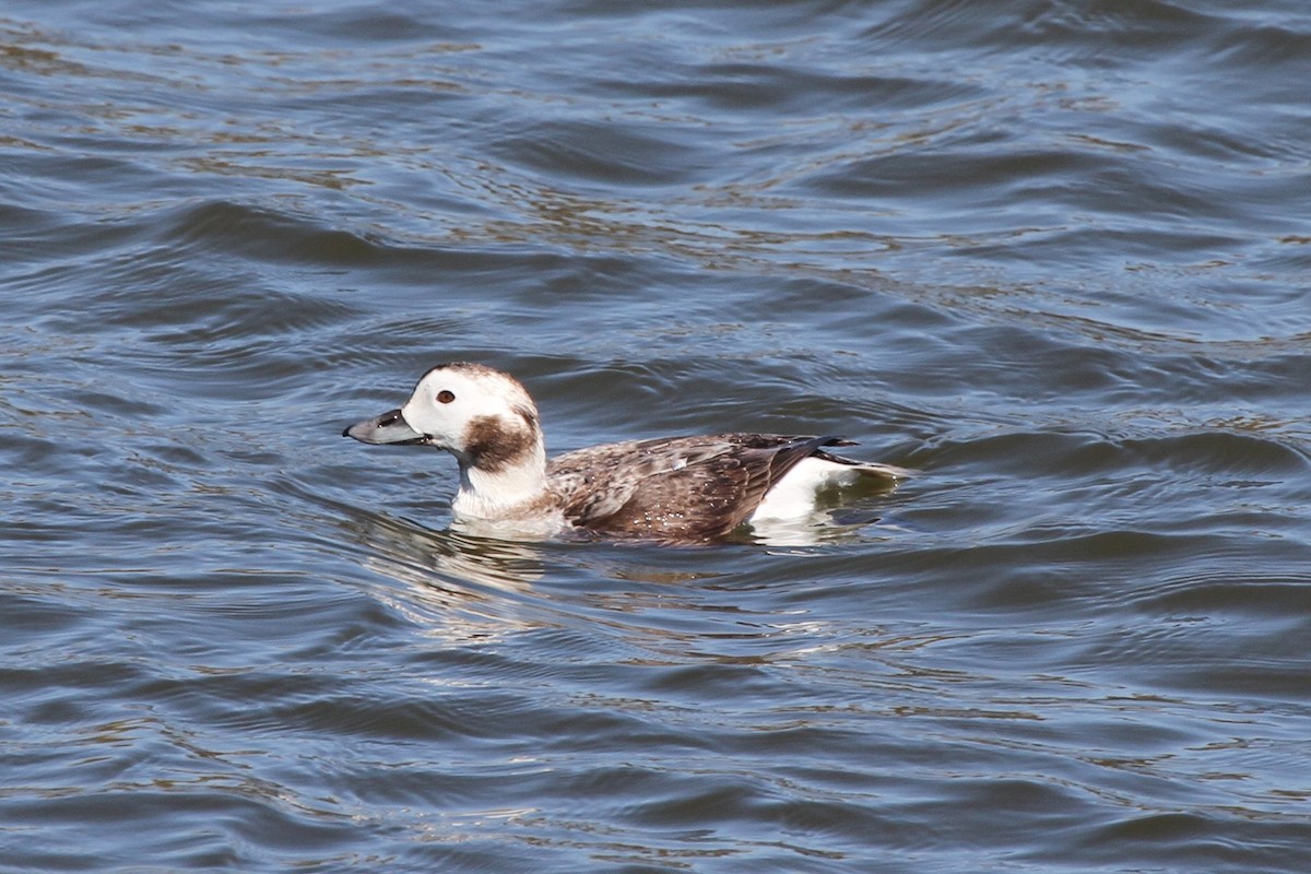 Long-tailed Duck - James (Jim) Holmes