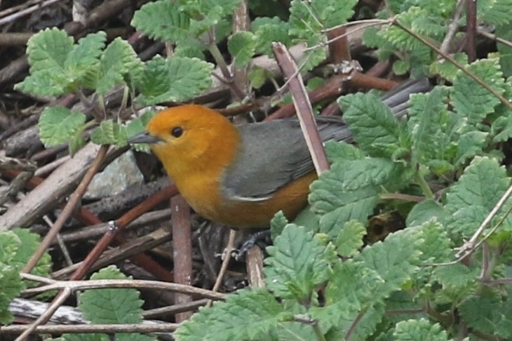 Rufous-chested Tanager - ML88207351