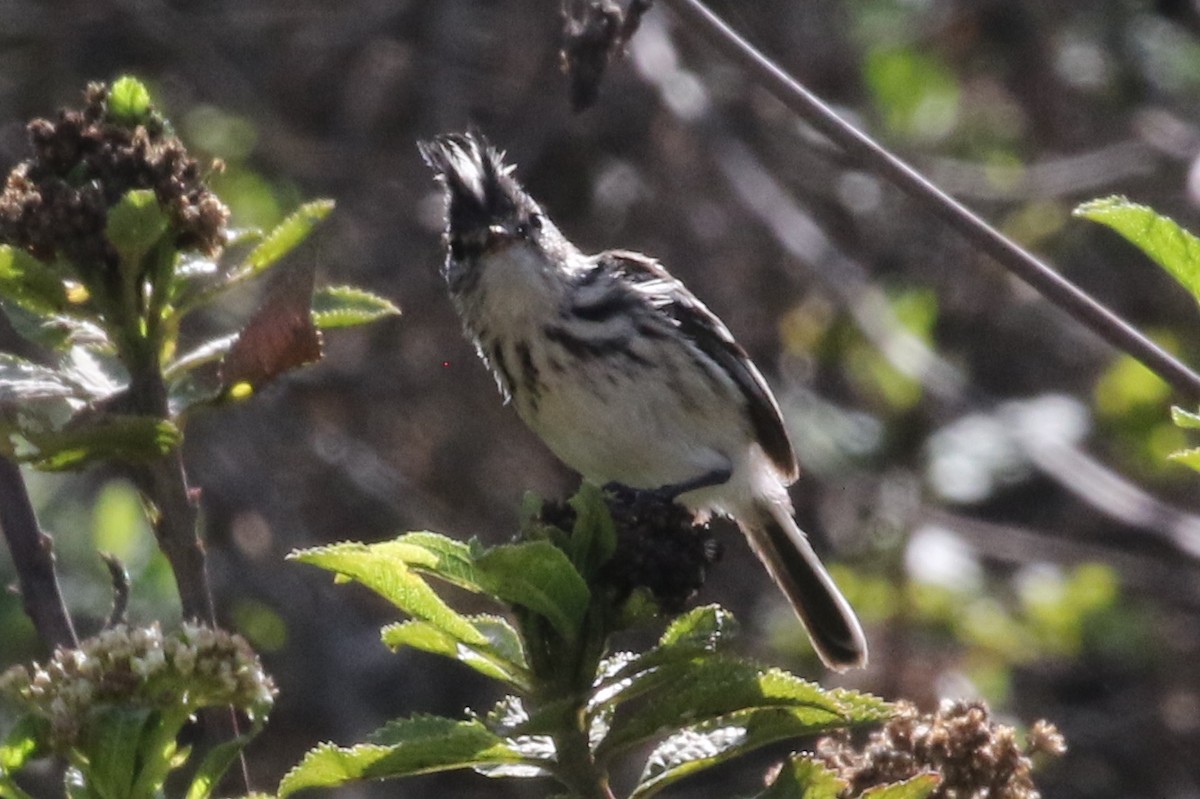 Pied-crested Tit-Tyrant - ML88208171