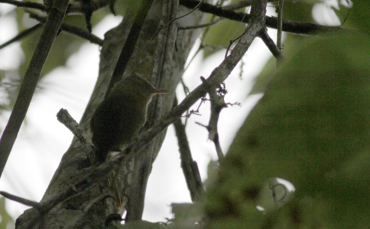 Crested Spinetail - ML88208841