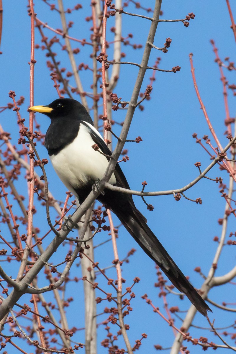 Yellow-billed Magpie - Patricia Clark