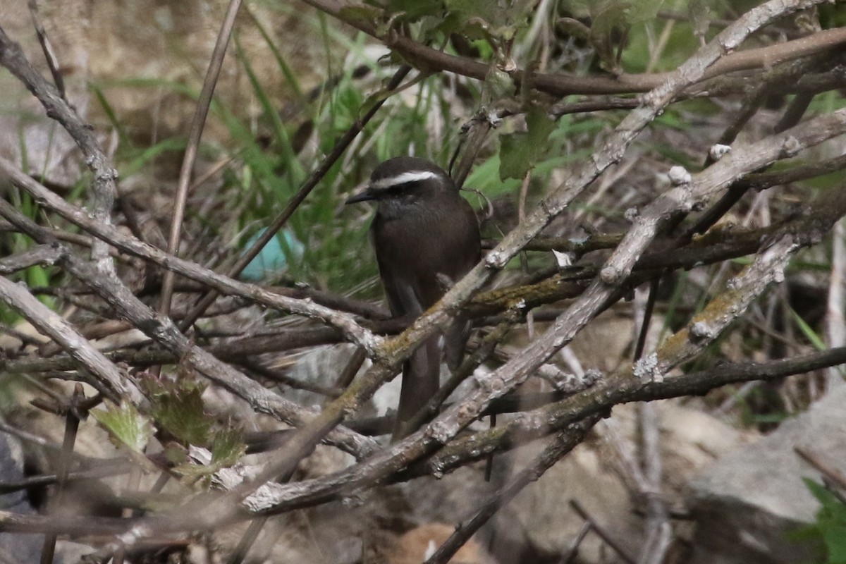 White-browed Chat-Tyrant - ML88209431