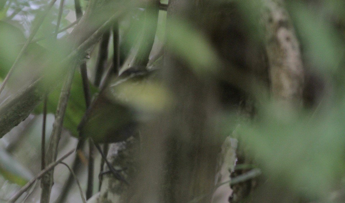 Gray-breasted Wood-Wren (venezuelensis) - Jay McGowan